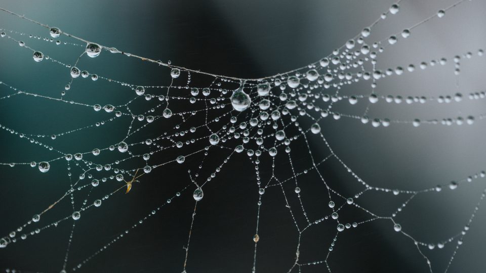 professional network is like a spiderweb