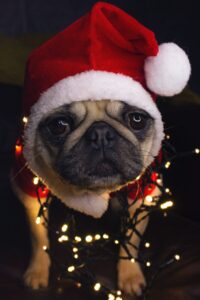 Pug in a Christmas hat