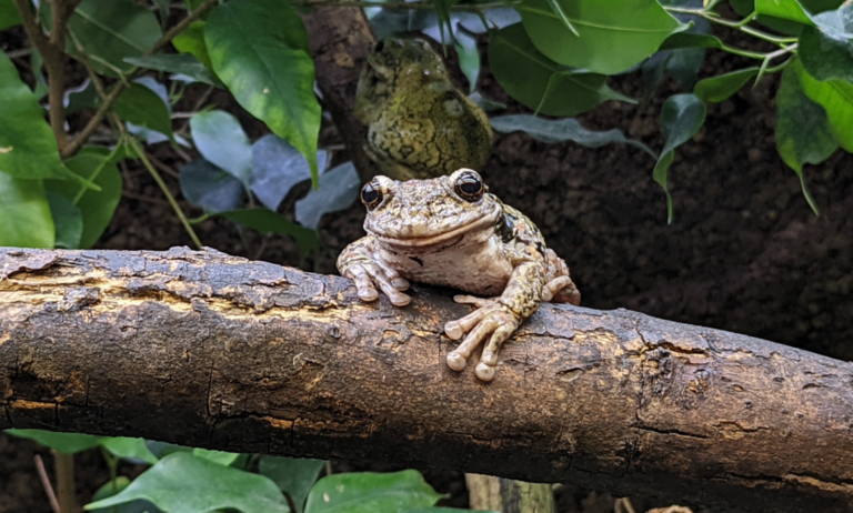 Frog sitting in a tree